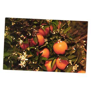 Branch Orange Tree Postcard Florida Natural Color Vintage Ted Lagerberg Print